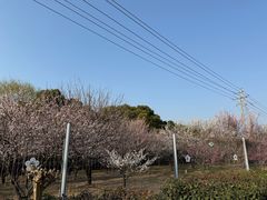 -香雪海