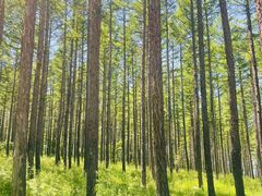 -塞罕坝国家级自然保护区