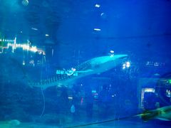 -烟台海昌鲸鲨海洋公园