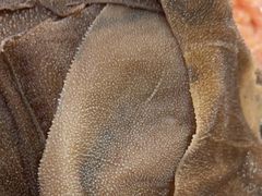 -谭鸭血老火锅(万象九宜城店)