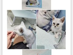 -喵的天空名猫咖啡馆·撸猫·猫舍·用品