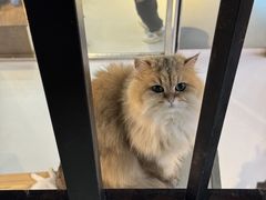 -豆逗聊愈猫阁Easy Life