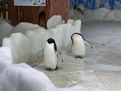 -海合安武汉极地海洋公园