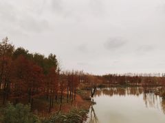 -上海长兴岛郊野公园