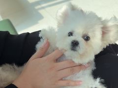 -帕帕拉兹宠物(亚洲旗舰店)