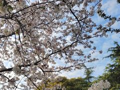 -上海滨江森林公园