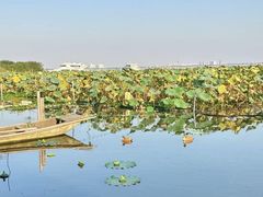 -莲花岛景区