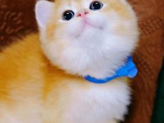 -喵百万·布偶·蓝金金渐层英短·猫舍(百子湾店)