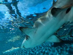 -上海海洋水族馆