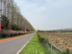 -上海长兴岛郊野公园