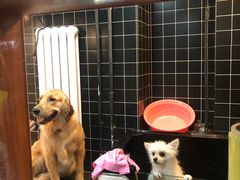 -Goku PET SHOP宠物视觉生活馆(双井店)