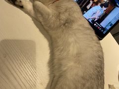 -宠颐生嘉德动物医院