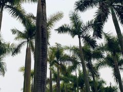 -番禺大夫山森林公园