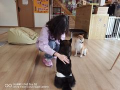 -南京Hallo宠物乐园·哈罗犬舍·柴犬繁育基地
