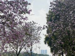 -海珠湖公园