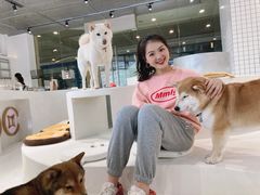 -柴务处·柴犬主题狗咖