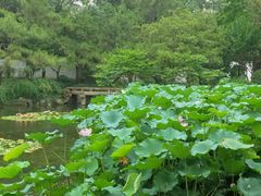 -秋霞圃