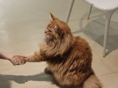 -藏猫猫咖啡主题馆(中央大道店)