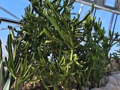 -北京植物园-展览温室