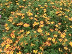 -紫颐香薰山谷景区