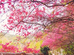 -木兰云雾山