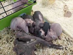 -酷以爬仙阁实体爬宠店·守宫·蜥蜴·专业繁育