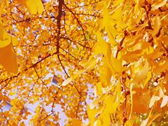 -四川大学(华西校区)