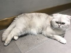 -飞行喵MR PILOT|猫舍·猫咖(静安大融城店)