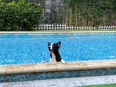 -汪说喵讲宠物乐园宠物酒店(红星美凯龙店)