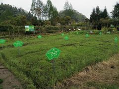 -雅安上里古镇