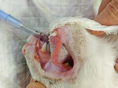 -四月宠物医院·猫专科·心脏专科·内科(转塘店)