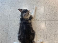 -飞行喵MR PILOT|猫舍·猫咖(静安大融城店)