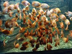 景点&nbsp;&nbsp;&nbsp;小红魚-嘉兴海底世界