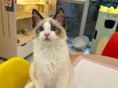 -柚子猫舍·精品猫舍购猫·猫咪认养·购宠·宠物店