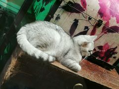 -猫咪博物馆(顶澳仔猫街店)