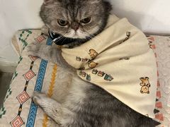 -楼上猫咖(罗湖店)