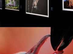 -罗红摄影艺术馆