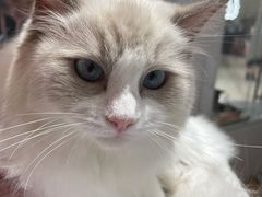 -COLOR PETS 撸猫馆·购猫·猫咖(长风大悦城店)