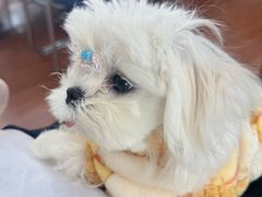 -宠颐生汉谟拉比宠物医院