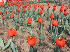 -长春公园(普阳街道)