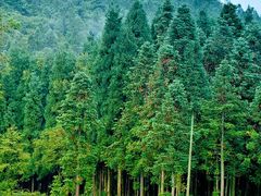 -武陵山森林公园