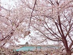 -武汉大学-樱园