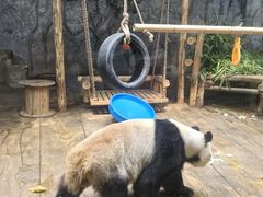 -深圳野生动物园