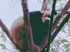 -成都大熊猫繁育研究基地