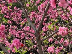 -船政文化景区-罗星塔公园