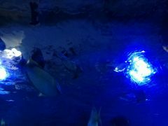-皇家极地海洋世界售票处