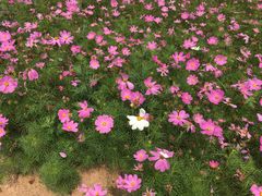 -渭南桃花源民俗文化园