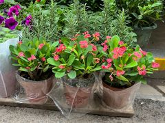 -循礼门鲜花花市(武汉循礼门店)