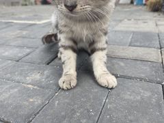 -纳吉亚猫专科动物诊疗中心(蒋宅口分院)