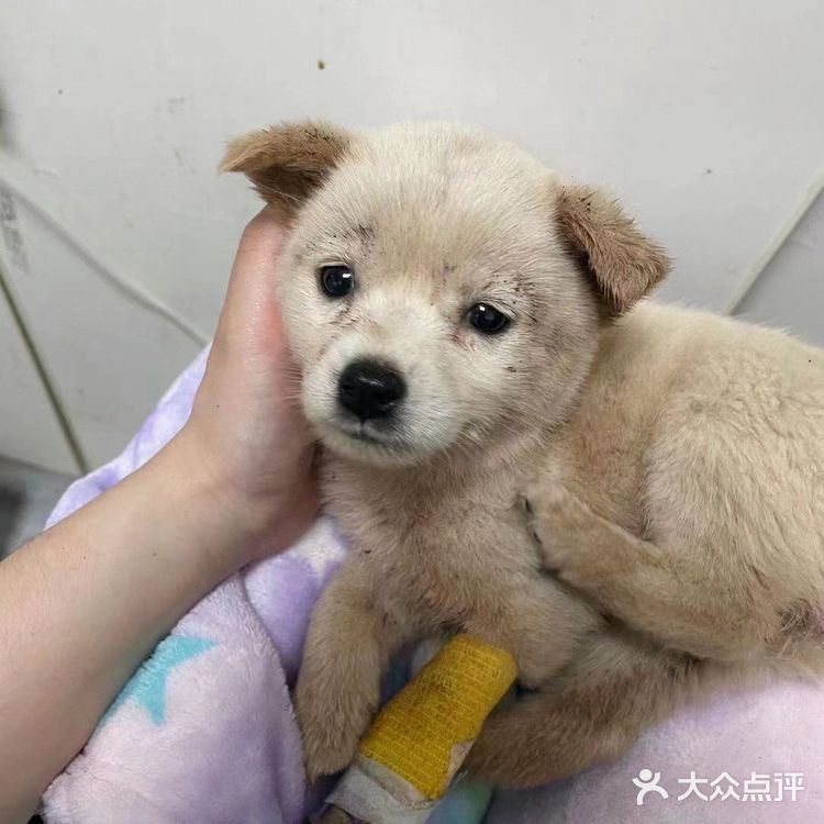 宠物盲盒幸存狗狗，等你给她一个家…